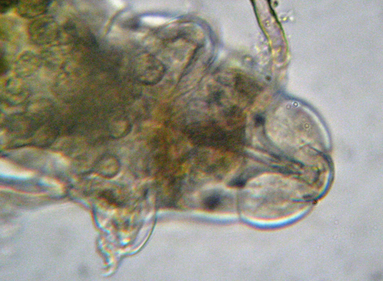 Microscopia (quasi) 